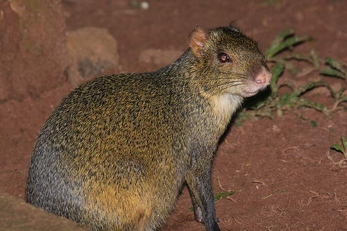 АГУТИ ИЛИ ЗОЛОТОЙ ЗАЯЦ (Dasyprocta aguti)